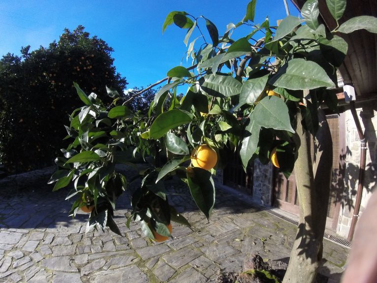 Douro Valley Oranges