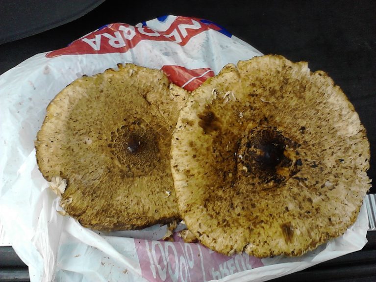 Douro Valley mushrooms