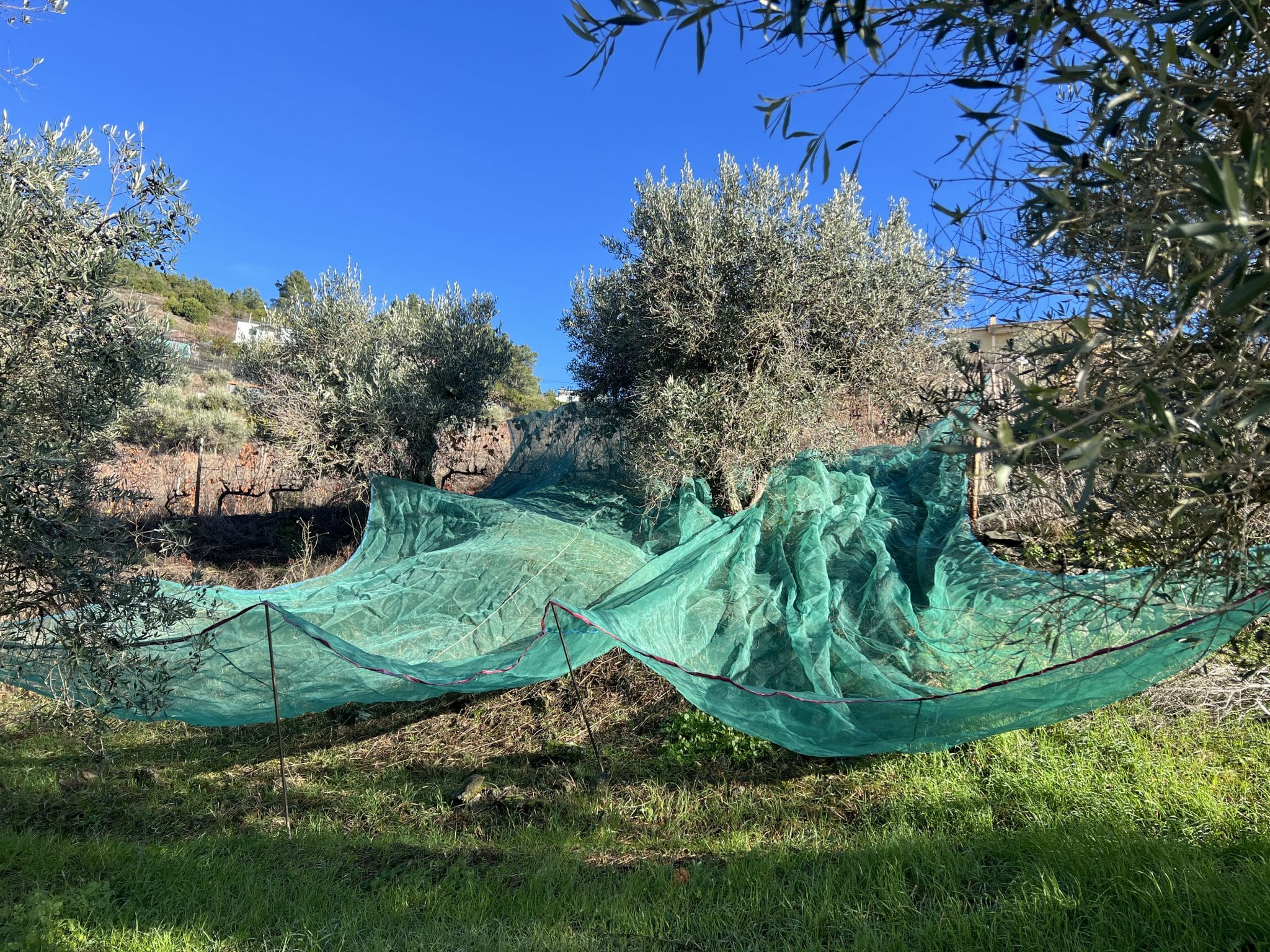 The Olive Harvest at Marmelão — December 2025